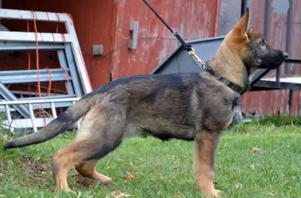 Kimber, Their little Spitfire!